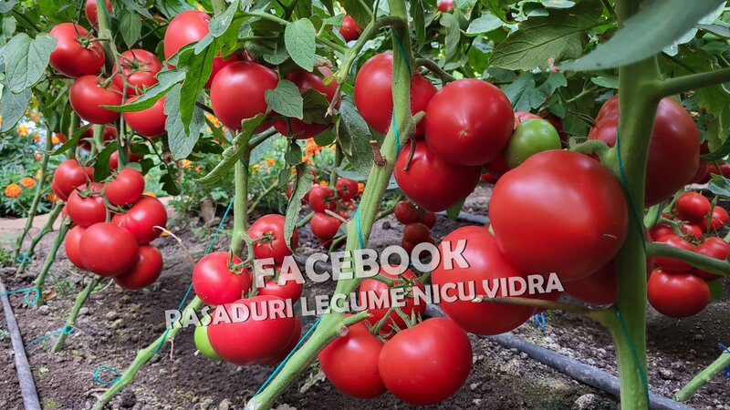 Rasaduri de rosii profesionale: Rasad rosii Rila Prekos Kalina Reyana