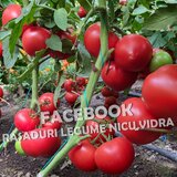 Rasaduri de rosii profesionale: Rasad rosii Rila Prekos Kalina Reyana